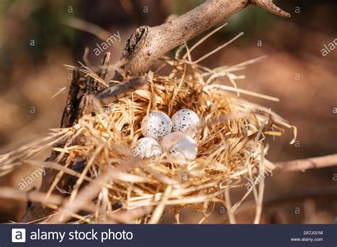 bird nest  eggs   tree   beautiful nature stock photo alamy
