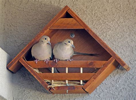 Dove Bird House Dimensions | informacionpublica.svet.gob.gt