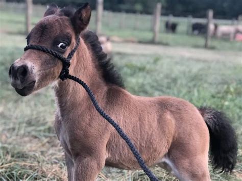 Mini Horses | Gallery | Maliblue Farms