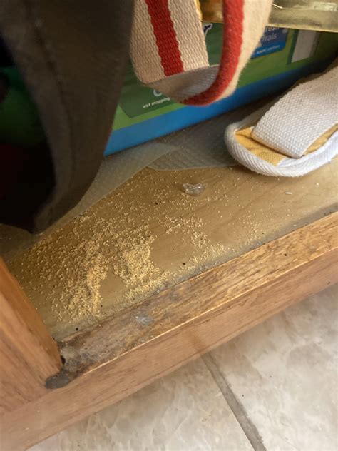 Sawdust looking piles in my bottom cupboards? : r/pestcontrol