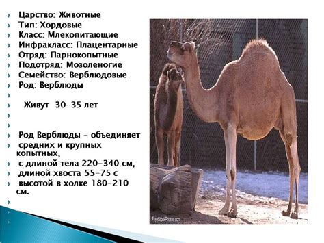 Верблюд - Презентации по биологии