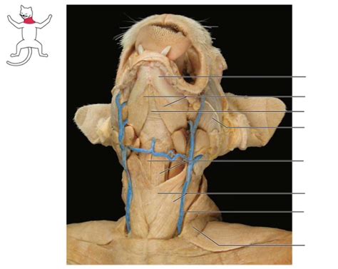 cat dissection neck diagram quizlet