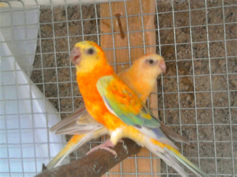 Companhia Dos Red Rumped: Chegaram