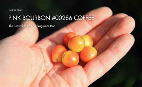 What Is a Cupping Form? | XLIII Coffee