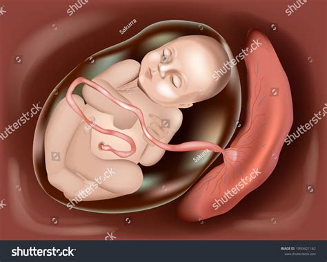 2,648 Placenta vector Images, Stock Photos & Vectors | Shutterstock