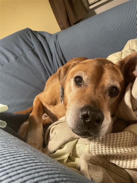 Dug had a growth on his leg removed last week for a biopsy. The vet