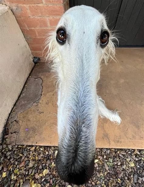 pin  animales lindos