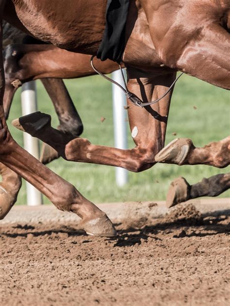 why do horses nod their heads 7