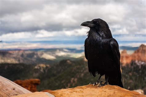 4368x2912 crow, bokeh, animal, blur, beak, raven, cloud, Free pictures