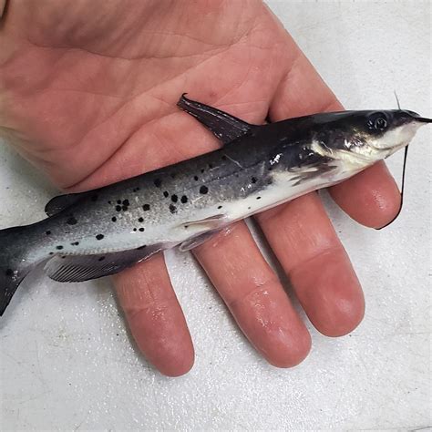 regular channel catfish shongaloo fisheries