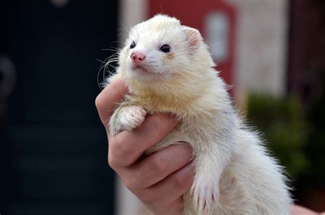 Ferret Animal Photos, Download The BEST Free Ferret Animal Stock Photos