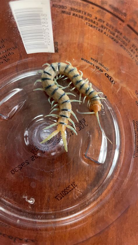 Can I house my centipede with my darkling beetles? : r/insects