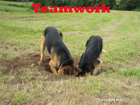 work dogs work 10