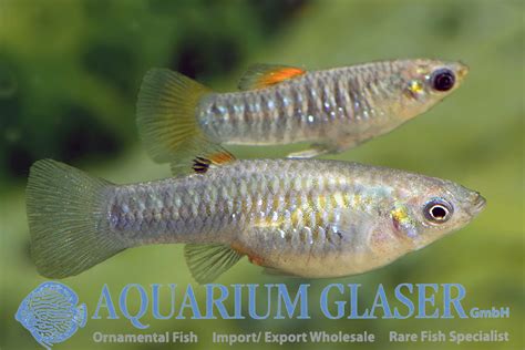 Poecilia (Limia) tridens - Aquarium Glaser GmbH