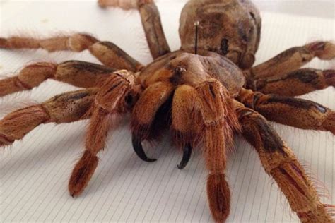 The Goliath Spider: Unveiling The Colossal Arachnid
