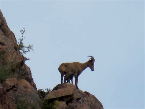 Gallery - Friends of Ironwood Forest