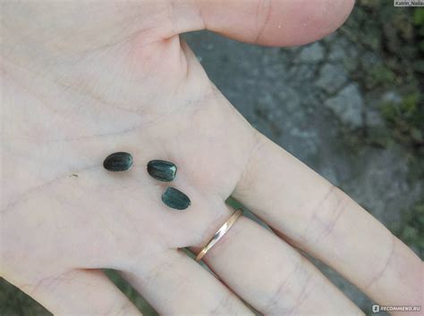 Семена Подсолнечника ''Плюшевый мишка" (1г), For Hobby, TM GL Seeds ...