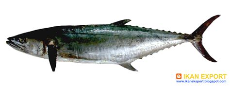 ikan eksport tenggiri