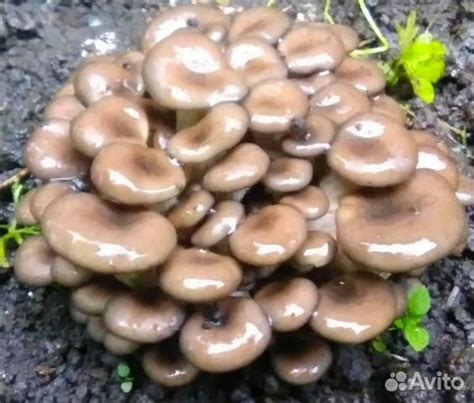 Семена вешенки для пней купить в Ханты-Мансийске | Товары для дома и ...