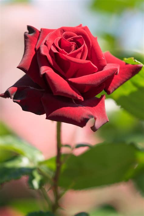 Garten-Navi / Edelrose - Rosa "Schwarze Madonna"