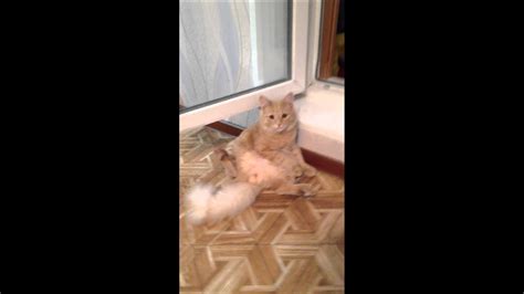 Кот писька наружу!! - YouTube