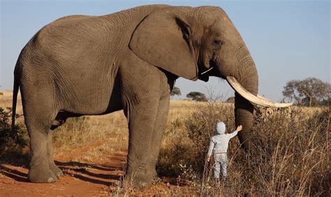 4-year-old walks up to 6-ton African elephant; was it safe?