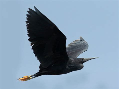 Black Heron – Profile | Traits | Facts | Diet | Habitat | Breeding ...