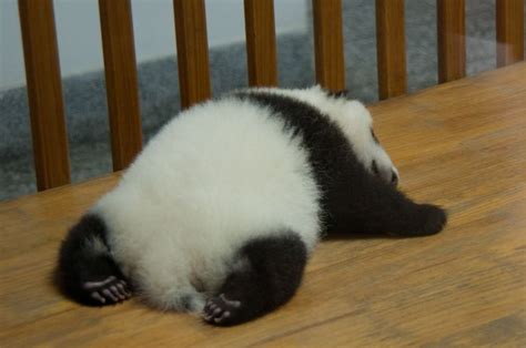 adorable panda cubs   chengdu panda research center