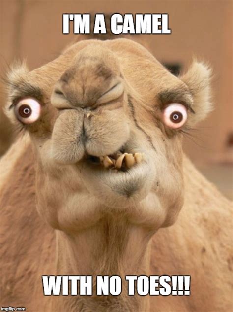 camel Memes & GIFs - Imgflip