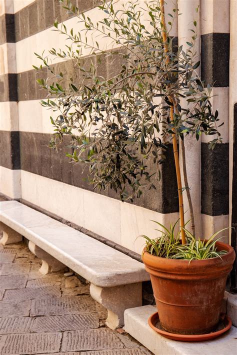 The A-Z of Potting Olive Trees at Home — Meadowlark Journal