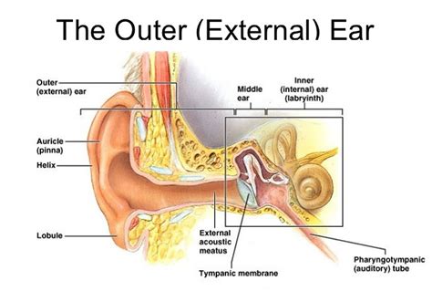 Outer Ear Anatomy - Outer Ear Infection & Pain - Causes & Treatment