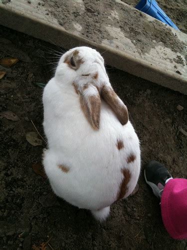 Rascal Rabbit | Jem Yoshioka | Flickr