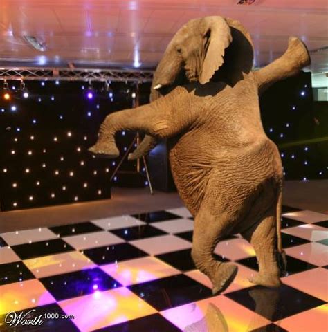 Dancing animals! (36 pics) - Izismile.com