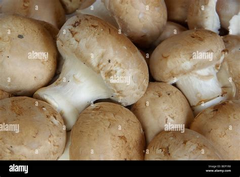 champignon mushroom detail  res stock photography  images alamy