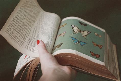 Фото Раскрытая книга с изображением бабочек