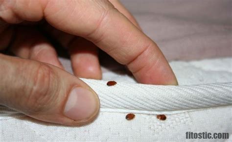 comment reconnaitre une piqure de puce de lit fitosticcom sport