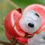Pó De Guaraná Faz Mal Ao Fígado - Guaraná em Pó Faz Mal à Saúde? - MundoBoaForma
