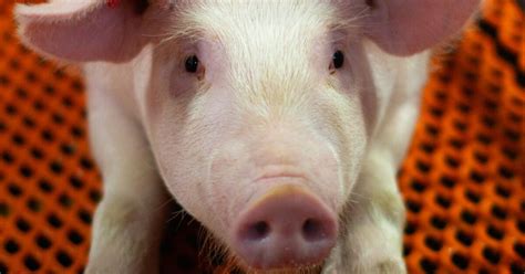 How genetically modified pigs could end the shortage of organs for ...
