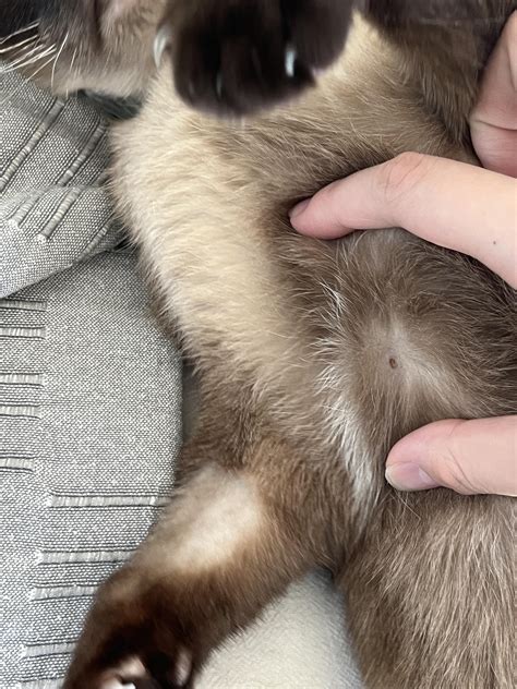 Found a suspicious dot on my cat’s belly : r/cats