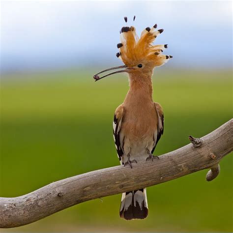 117 best images about Bird - Hoopoe on Pinterest | English, Kalay and ...