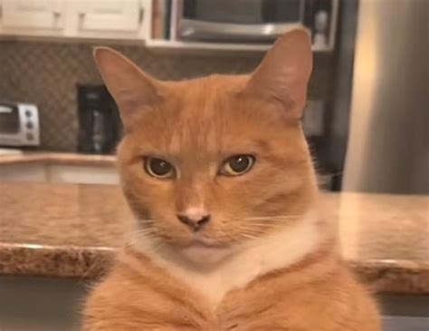 chad cat silly cats pictures cat pics silly cats