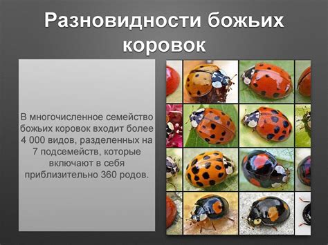 Божья коровка - online presentation