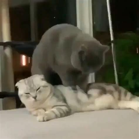 [Видео] «Massage 🥳🥳🥳🥳» | Самые милые животные, Мемы про котов, Игрушки ...