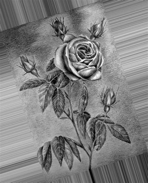Картинки цветов простым карандашом » DreemPics.com - картинки и рисунки ...