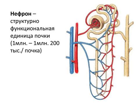 Мочевыделительная система - online presentation