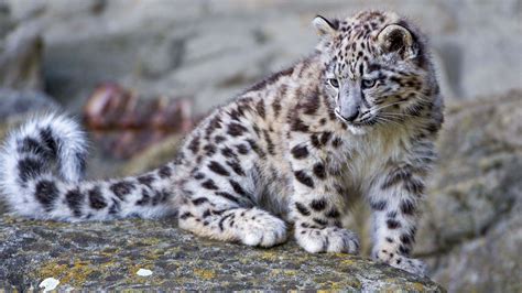🔥 [69+] Snow Leopard Wallpapers Hd | WallpaperSafari