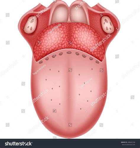 Illustration of Human Tongue Anatomy - Royalty Free Stock Vector ...