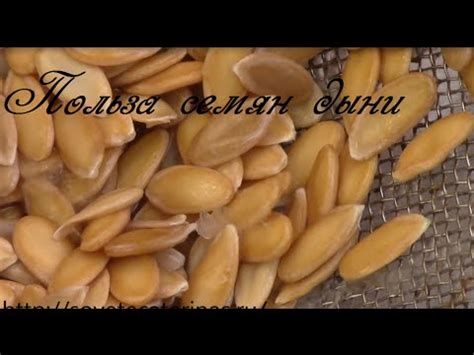 Дыня. Сбор семян и применение их для здоровья. - YouTube