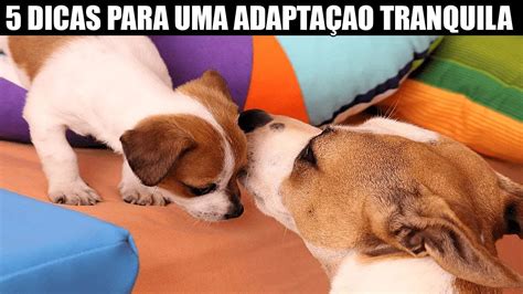 Como Acostumar Um Cachorro Com Outro - Como Acostumar um Cachorro Com Outro? 5 dicas para uma adaptação Sem ...