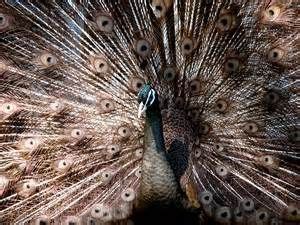 buford bronze peacock | Peacock, Peafowl, Rare animals
